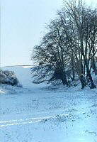 Downs in snow (1)
