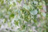 ilver birch_K6A0524_ww.jpg