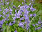 the_vale_-_bluebells_360705.jpg
