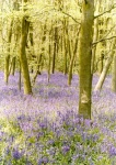 the_vale_-_bluebellwoods_w_699493.jpg