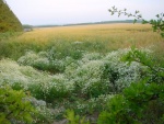 the_vale_-_downs_599102.jpg
