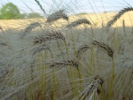 the_vale_-_harvest_dsc00004w_409067.jpg